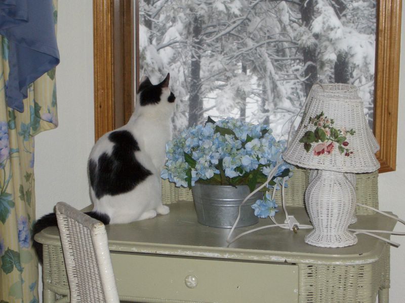 Waiting for Squeak observing snow